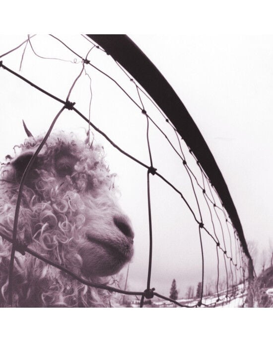 Pearl Jam – Vs. LP Plak